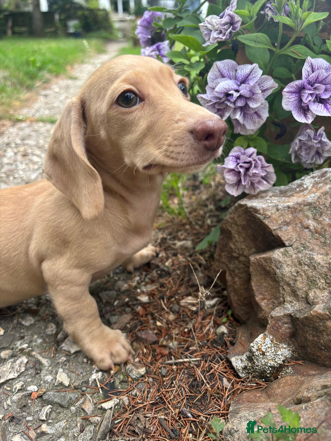 Miniature Dachshund dogs for sale: Miniature smooth haired cream dachshund. PRA/KC  - Image 5