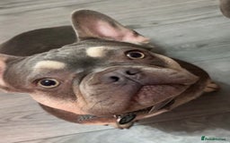 French Bulldog dogs for sale: French Bulldog female - Advert 1