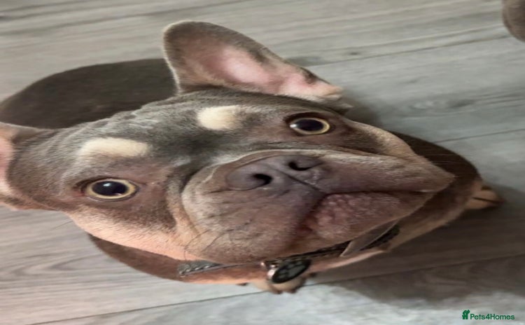 French Bulldog dogs French Bulldog female - Advert 1