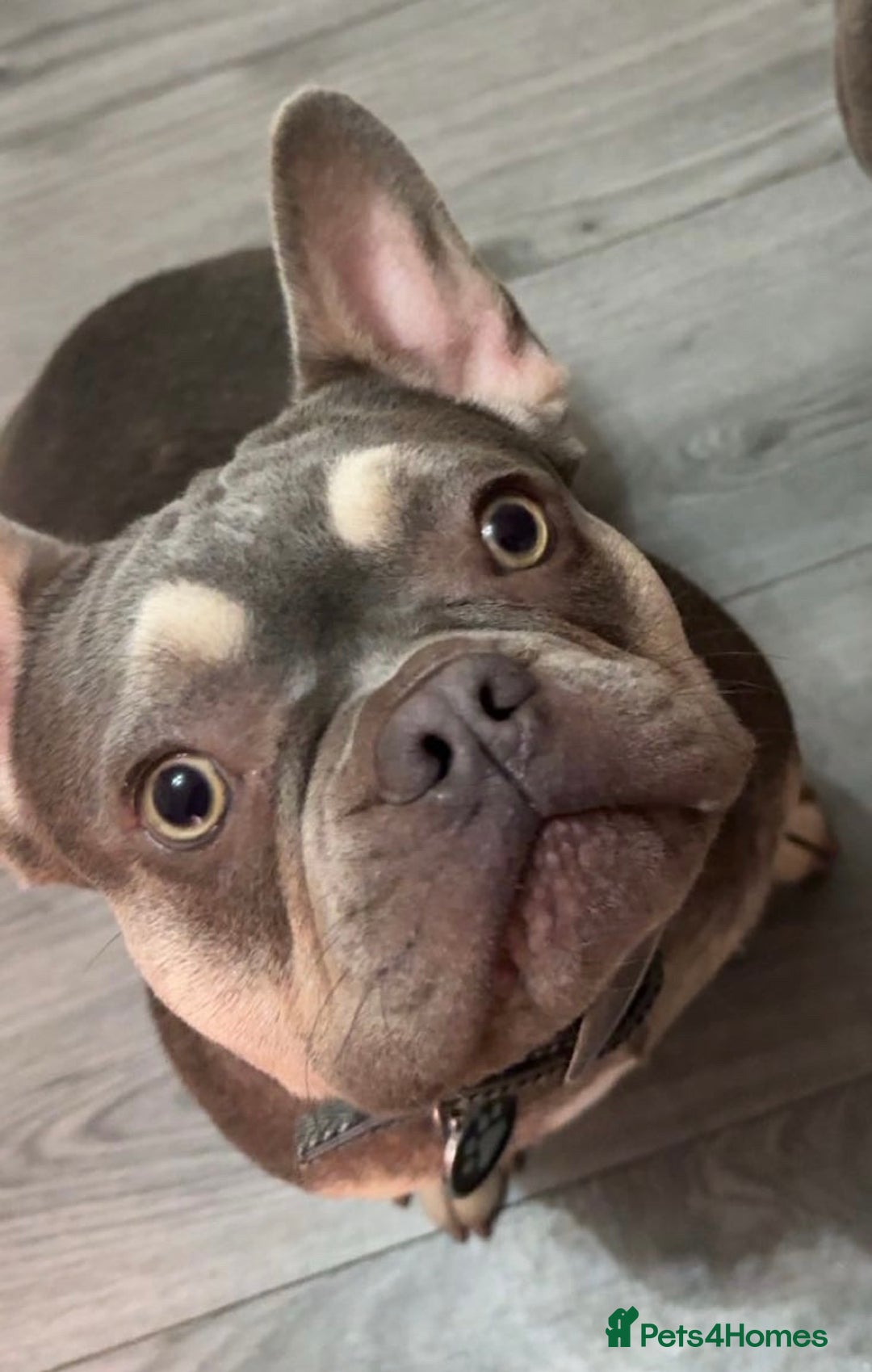 French Bulldog dogs for sale: French Bulldog female - Advert 1