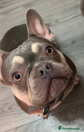 French Bulldog dogs French Bulldog female - Advert 1