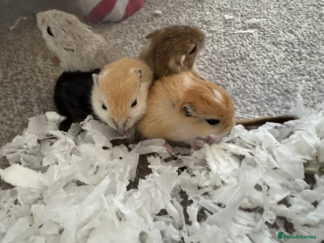 Gerbil rodents for sale: Baby gerbils  - Advert 7