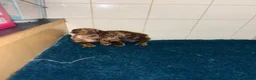 Dachshund dogs for sale: Miniature dachshund - Advert 26