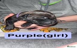 Mixed Breed dogs for sale: Dalmatian/Labrador cross staffy  - Image 10