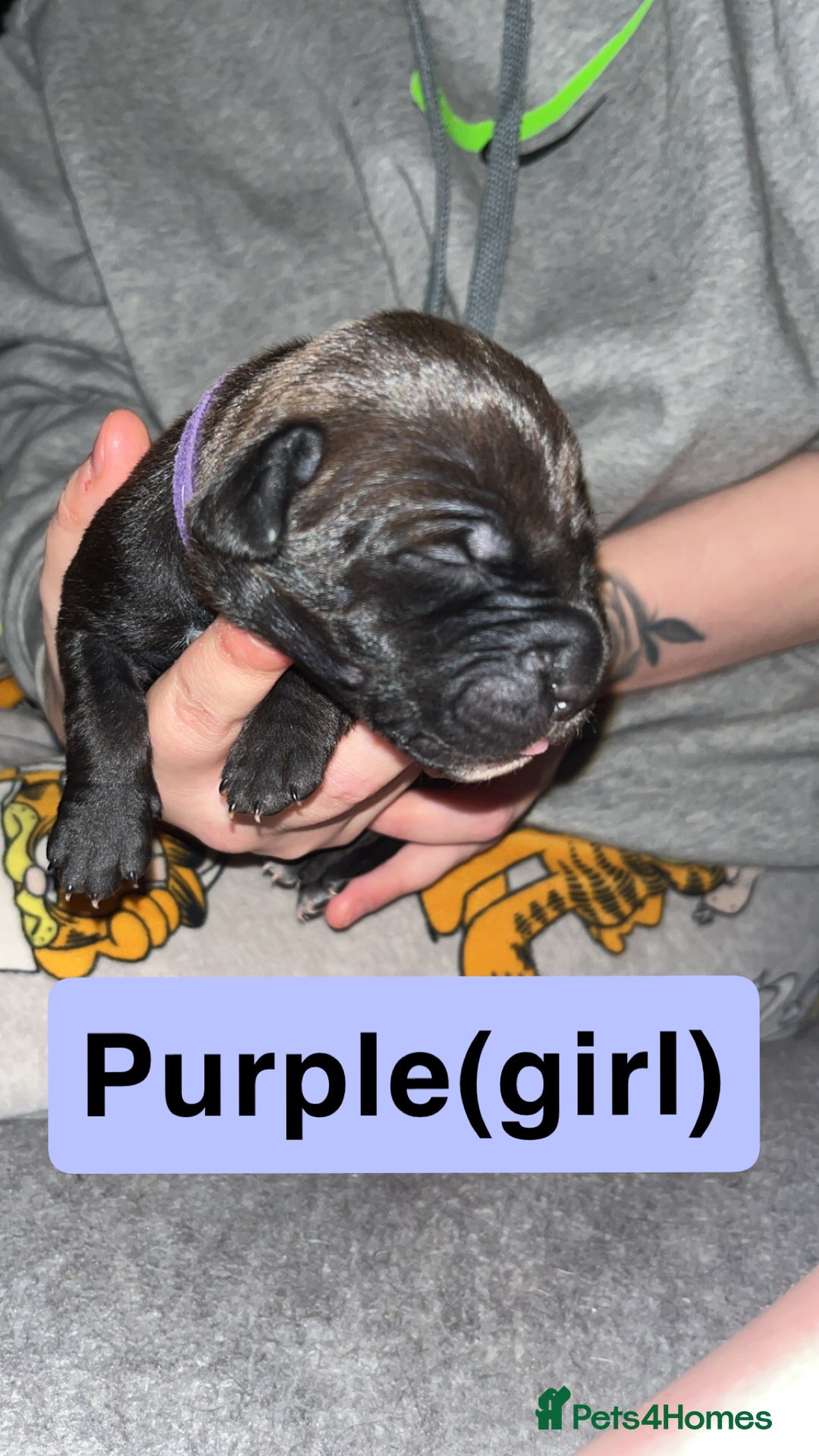 Mixed Breed dogs for sale: Dalmatian/Labrador cross staffy  - Image 10