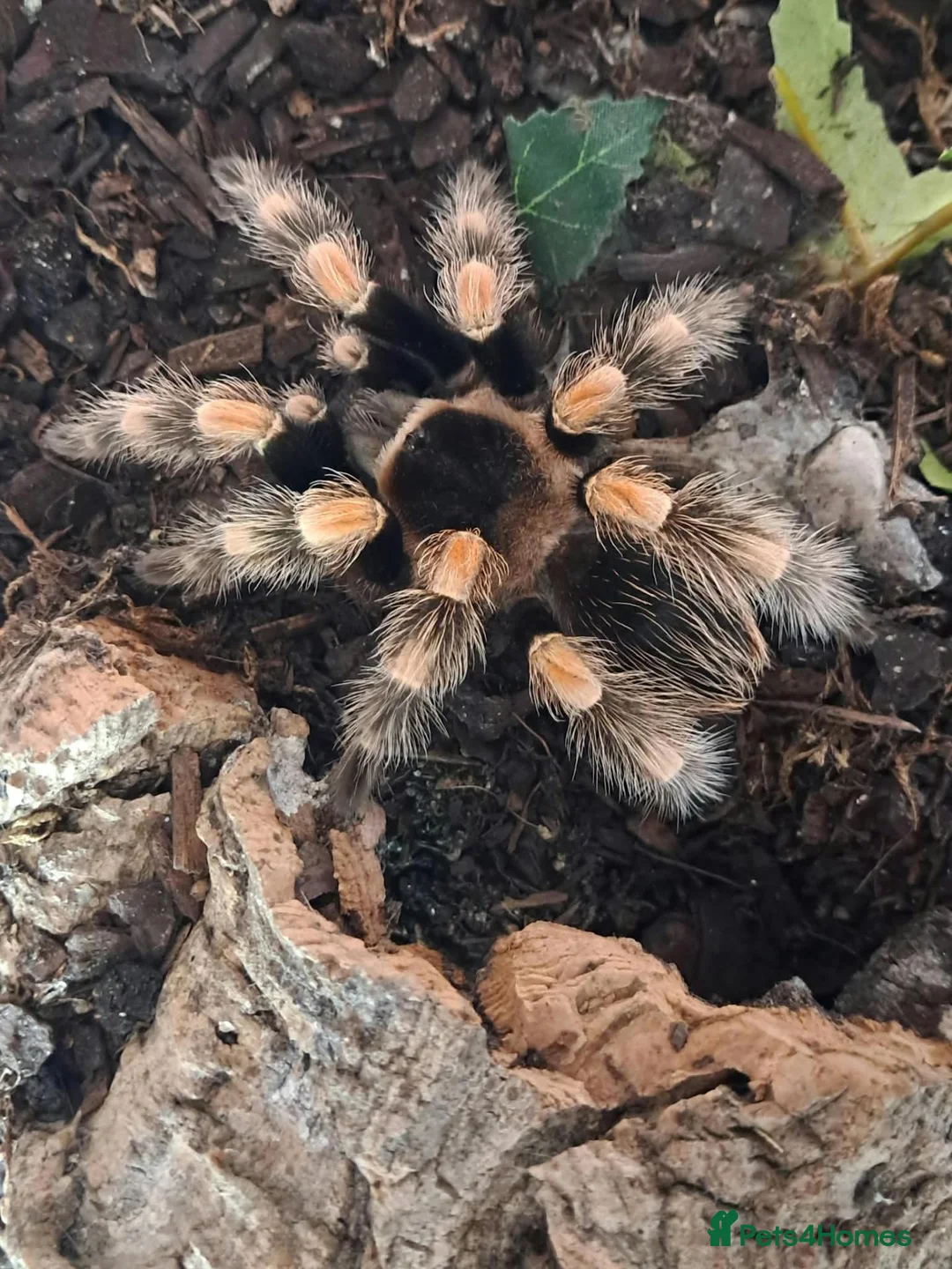 Tarantulas invertebrates for sale: 9 Tarantualas for sale in Beverley - Advert 2