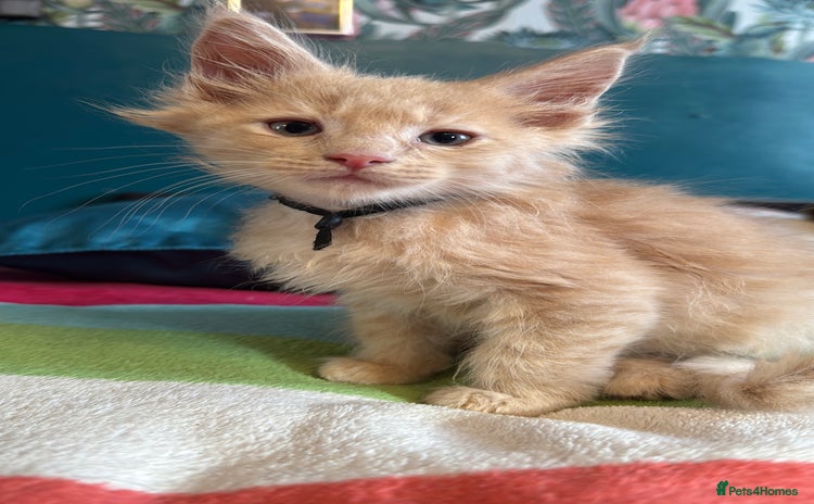 Maine Coon cats Pedigree Mainecoon kittens  - Advert 4