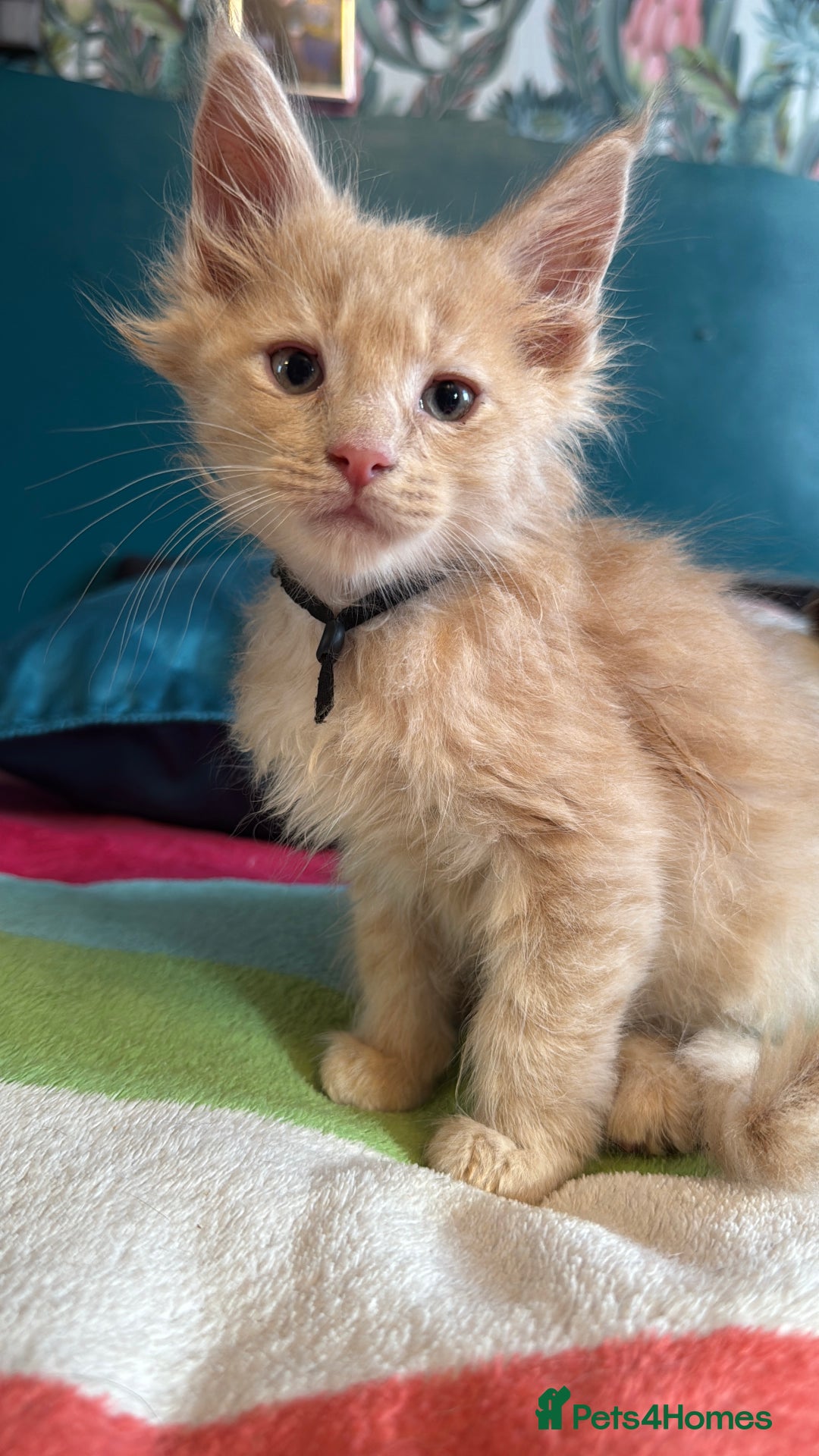 Maine Coon cats for sale: Cream pedigree mainecoon kitten  - Advert 1