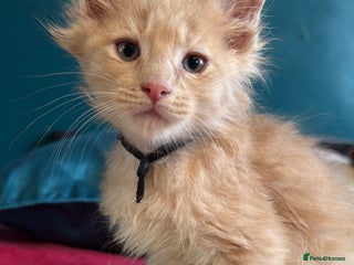 Maine Coon cats Cream pedigree mainecoon kitten - Advert 10