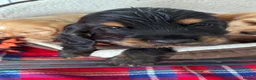 Cocker Spaniel dogs for sale: Show cocker spaniels - Advert 6