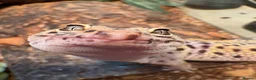 Leopard Gecko reptiles for sale: Rehoming Leopard Gecko - Advert 1