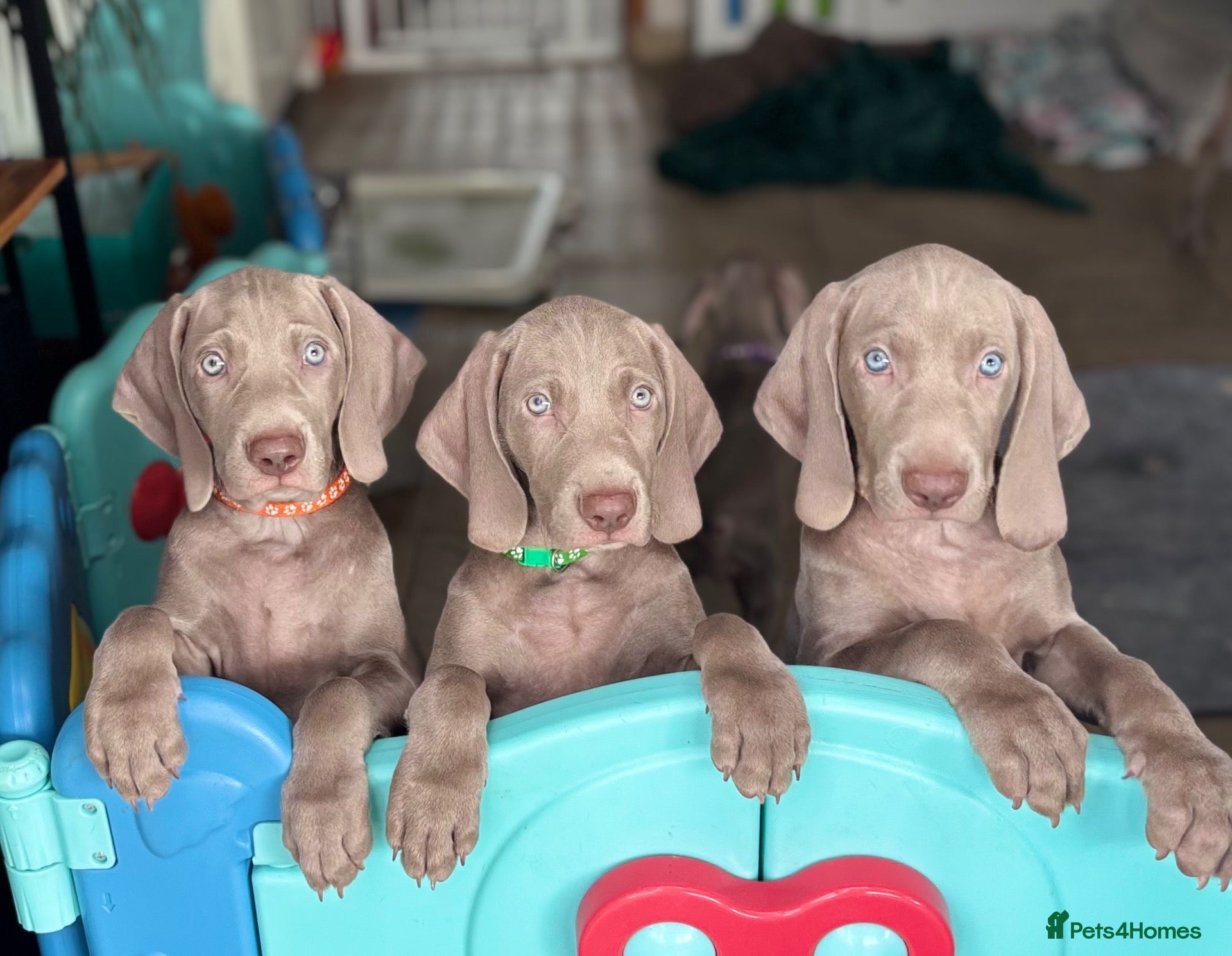 Weimaraner dogs 🥰🩷4 KC girls🩷 ready for their forever homes  - Advert 9