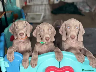 Weimaraner dogs 🥰🩷4 KC girls🩷 ready for their forever homes - Advert 9