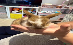 Mini Lop rabbits for sale: Mini Lop Babies ready to reserve - Image 14