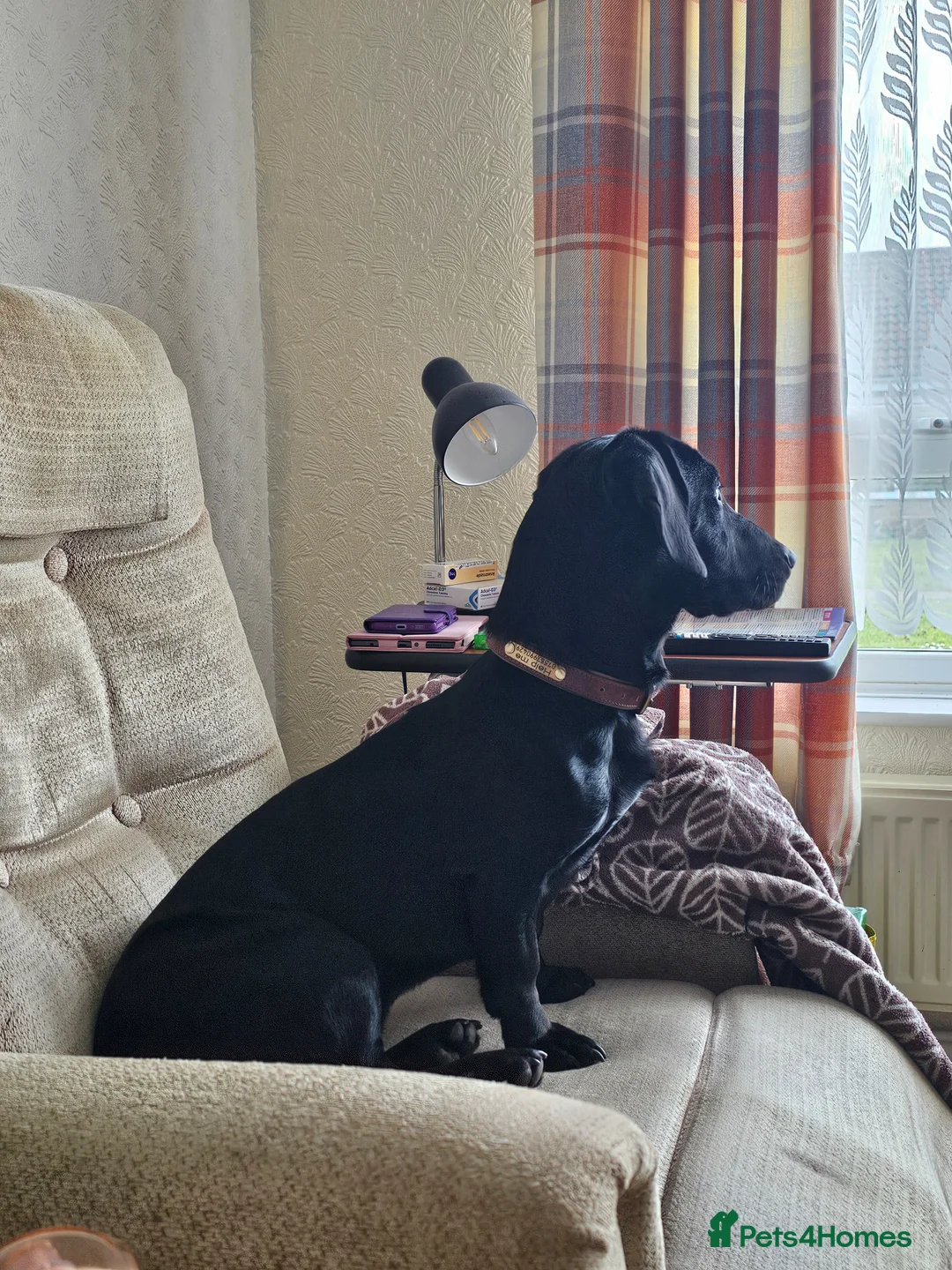 Mixed Breed dogs for sale: Springer X Dachshund male in Lincoln - Advert 6