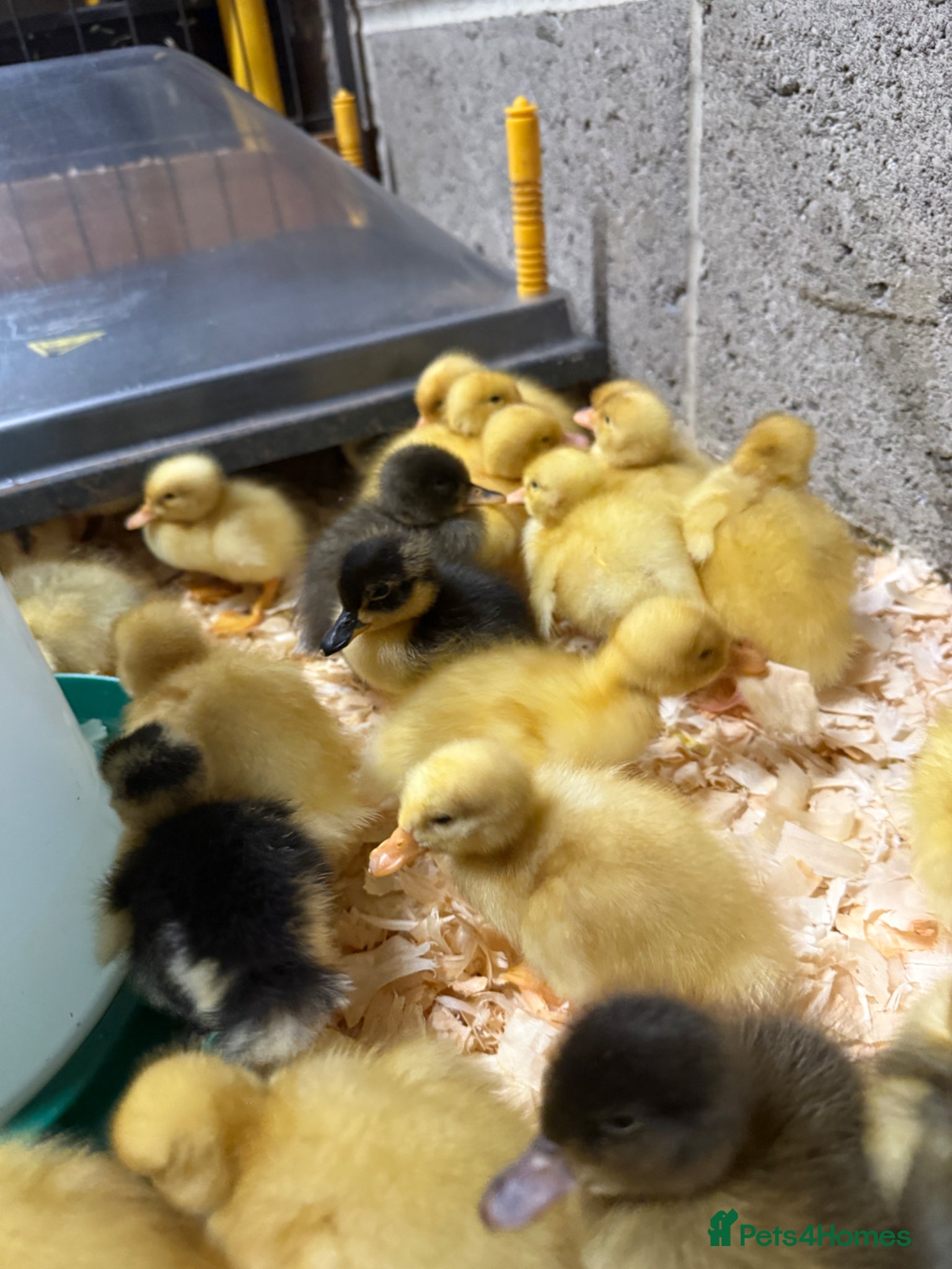 Ducks poultry Ducklings for sale  - Advert 9