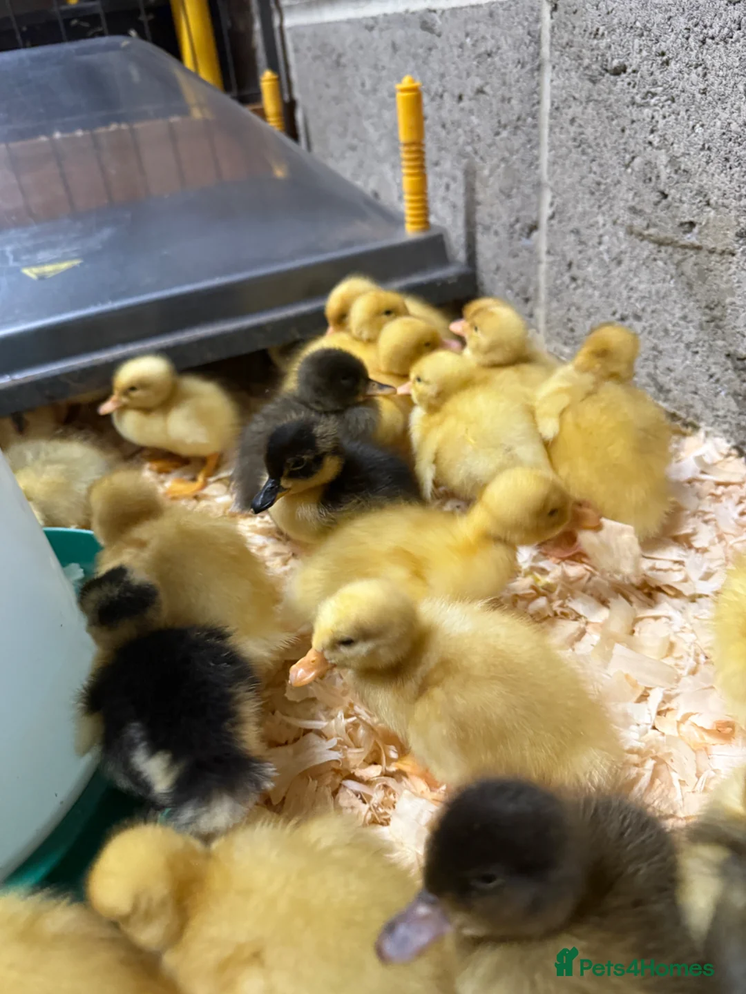 Ducks poultry for sale: Ducklings for sale  - Advert 1