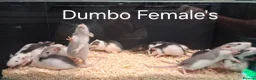 Rat rodents for sale: Baby Dumbo Rat's available, Males & Females  - Advert 14