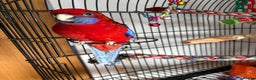 Parakeets birds for sale: Crimson rosella with cage  - Advert 1