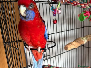 Parakeets birds Crimson rosella with cage - Advert 1