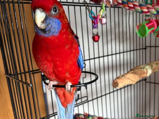 Parakeets birds Crimson rosella with cage now sold - Advert 6