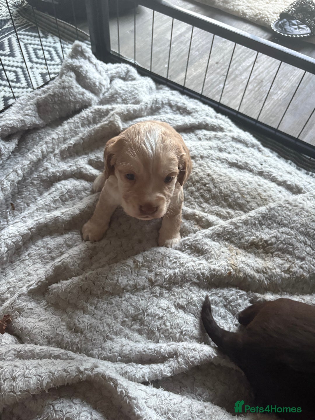 Cocker Spaniel dogs for sale: KC FTCH working cocker spaniel puppy’s  - Image 17