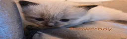 Ragdoll cats for sale: *1 Girl left * - Advert 31