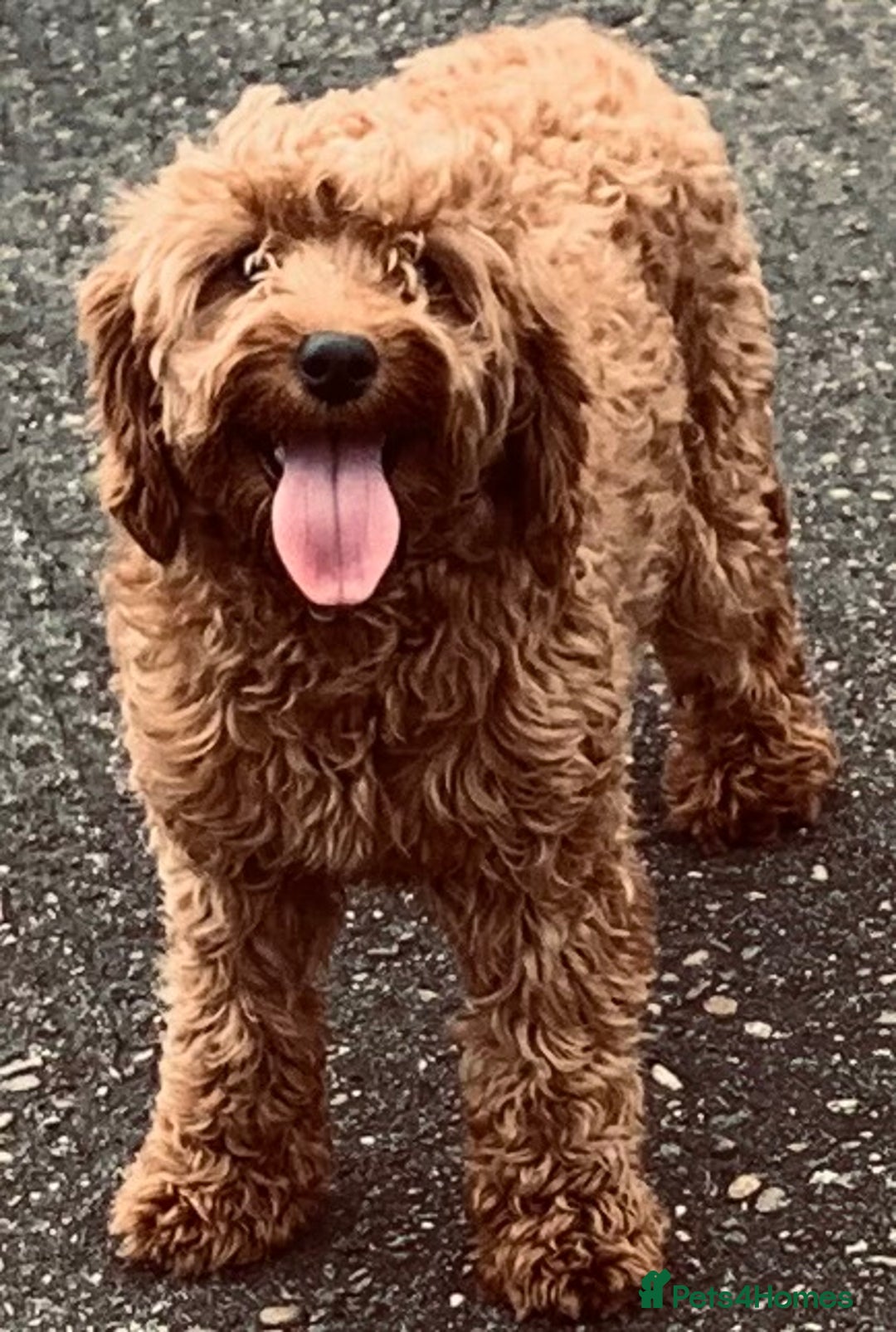 Cavapoo dogs for sale: Fabulous F1b Cavapoo puppies - health tested - Image 5