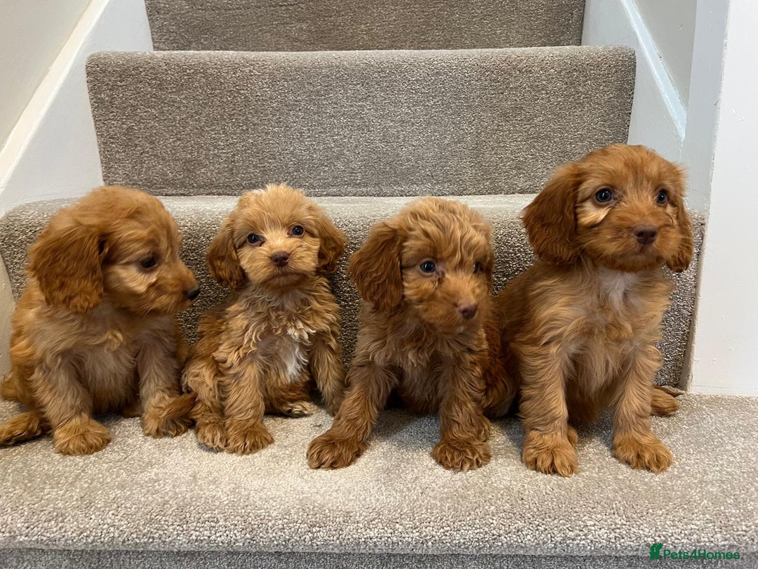 Cockapoo dogs for sale: Cockapoo puppies ready now  - Image 4