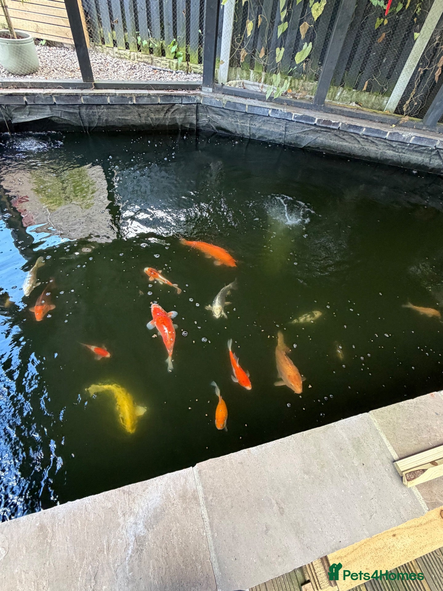 Koi Carp fish Large Koi Pond Closure - Advert 1