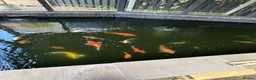 Koi Carp fish for sale: Large Koi Pond Closure in Leeds - Advert 1