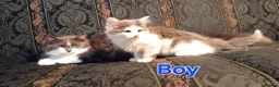 Norwegian Forest Cat cats for sale: Norwegian Forest Cat x Russian Blue Kittens - Advert 6