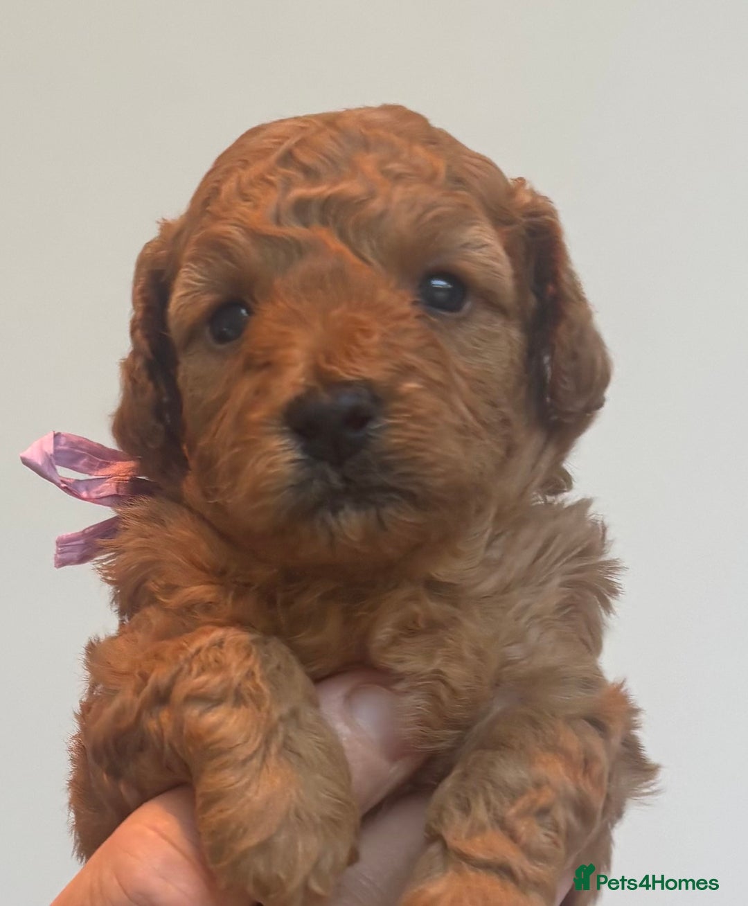 Cavapoo dogs for sale: EXTENSIVELY HEALTH TESTED Red Cavapoos - Image 8