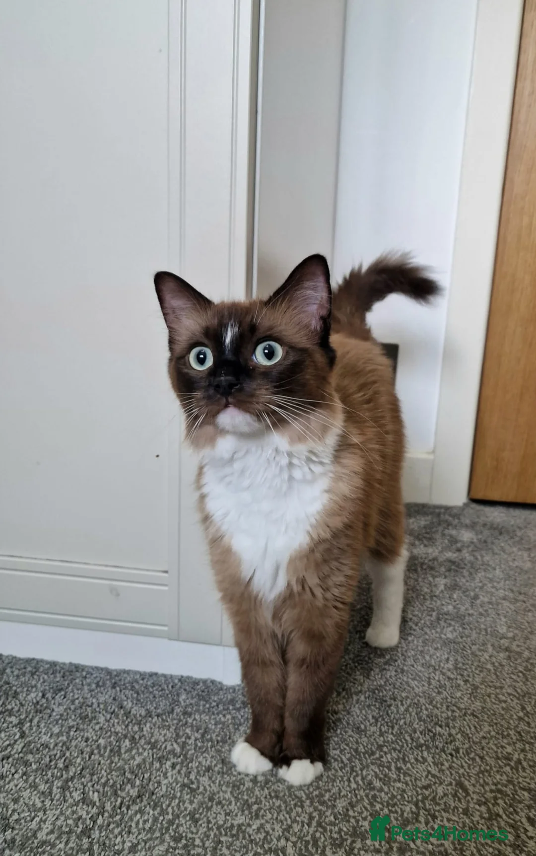 Ragdoll cats for sale: Beautiful, sweet female Ragdoll (indoor cat) in Sheffield - Advert 1