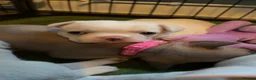 French Bulldog dogs for sale: French bull dog puppies 😍😍 KC REGISTERED  - Advert 7