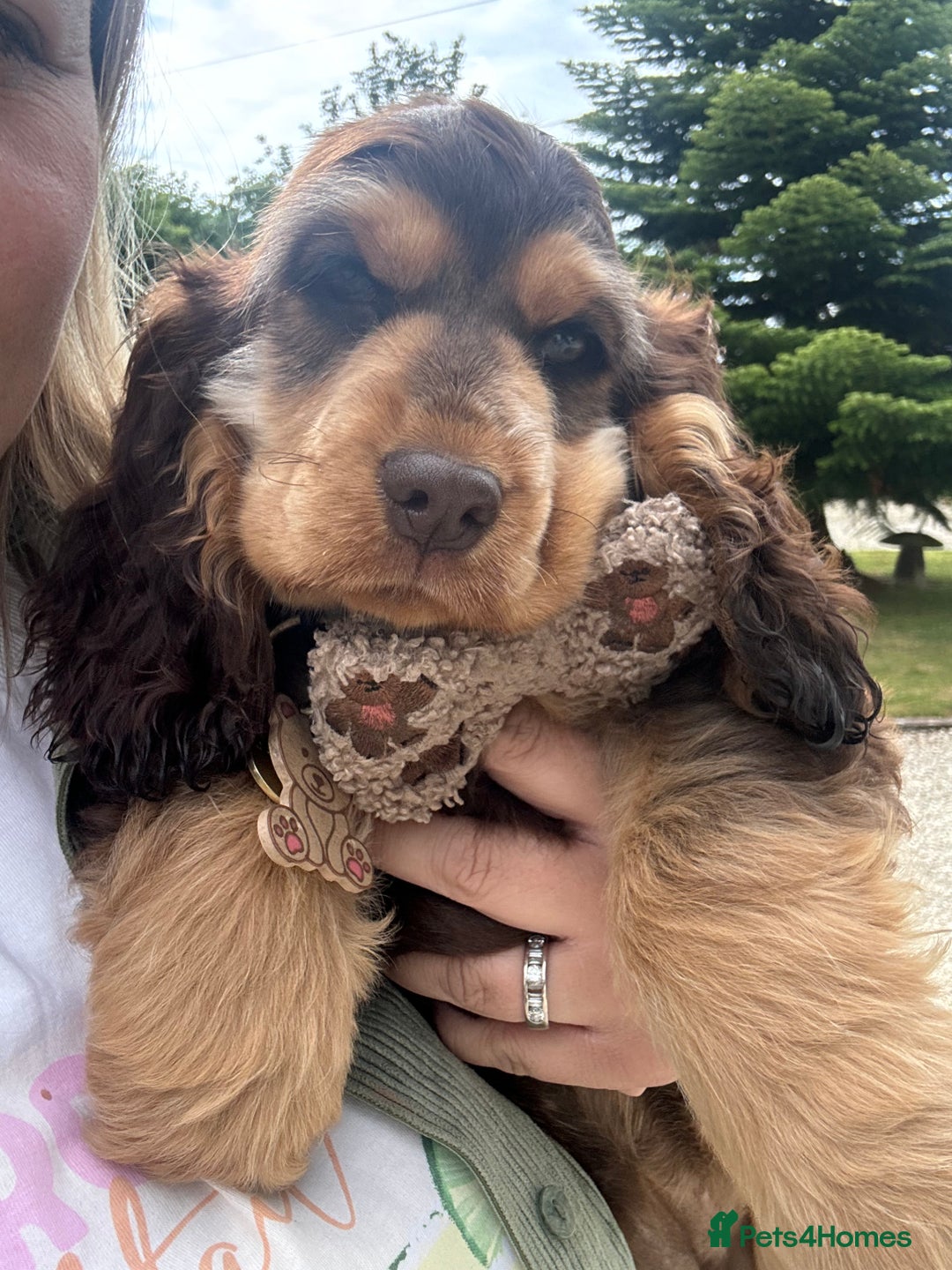 Cocker Spaniel dogs for sale: Gorgeous Tatty is seeking a fantastic family  - Image 2