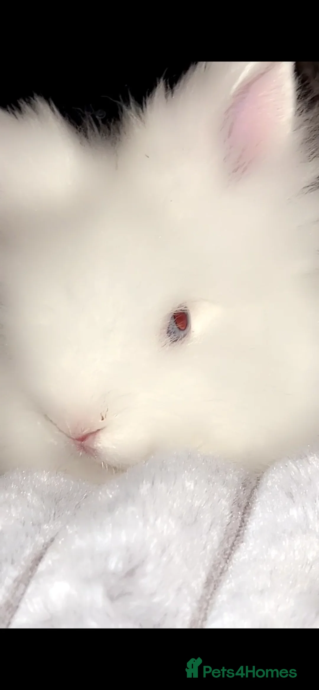 Lionhead rabbits for sale: Blue eye lion head male  - Advert 1