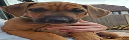 Rhodesian Ridgeback dogs for sale: KC reg,Excellent Ridges,Health checked/Elb/Hip/JME - Advert 17