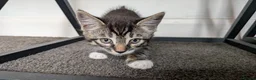 Mixed Breed cats for sale: 5 beautiful kittens for sale - Advert 9