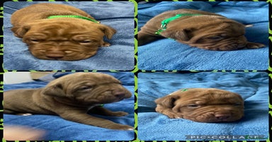Mixed Breed dogs - Advert 4