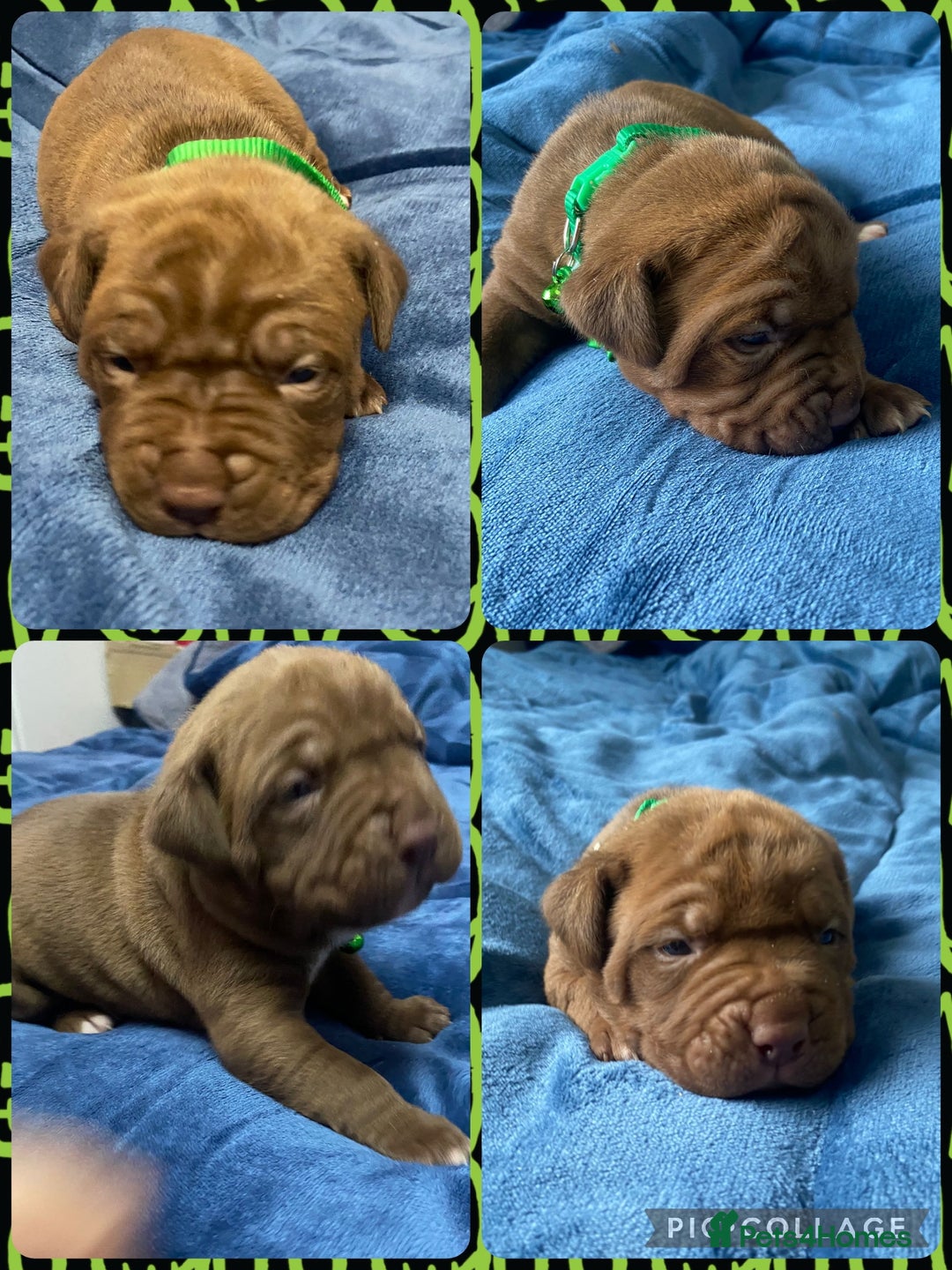 Mixed Breed dogs for sale: Dogue de bordeaux x staff puppies  - Advert 11