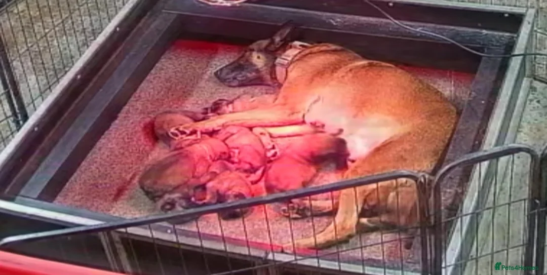 Belgian Shepherd Dog dogs for sale: 🔥🔥Fantastic Belgian Malinois Puppies🔥🔥 - Advert 17