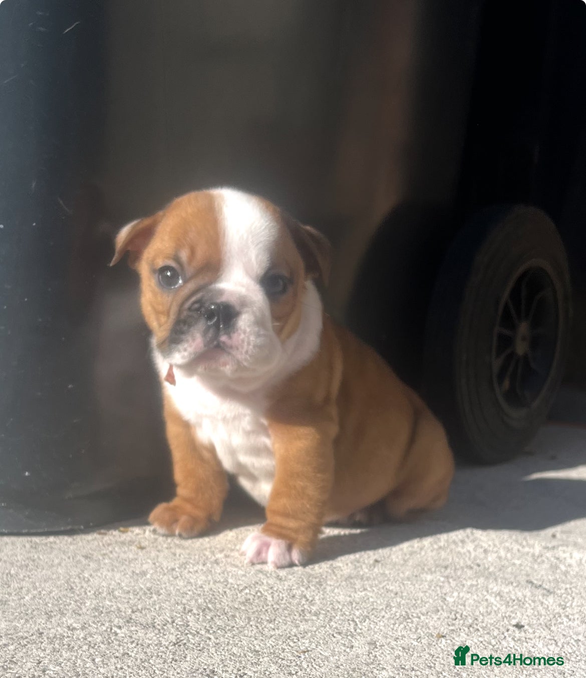 English Bulldog dogs 5 standard bulldogs silver health tested parents  - Advert 1