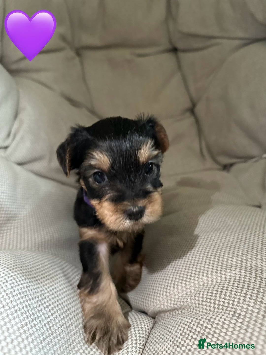Yorkshire Terrier dogs for sale: Yorkies puppies  - Image 10
