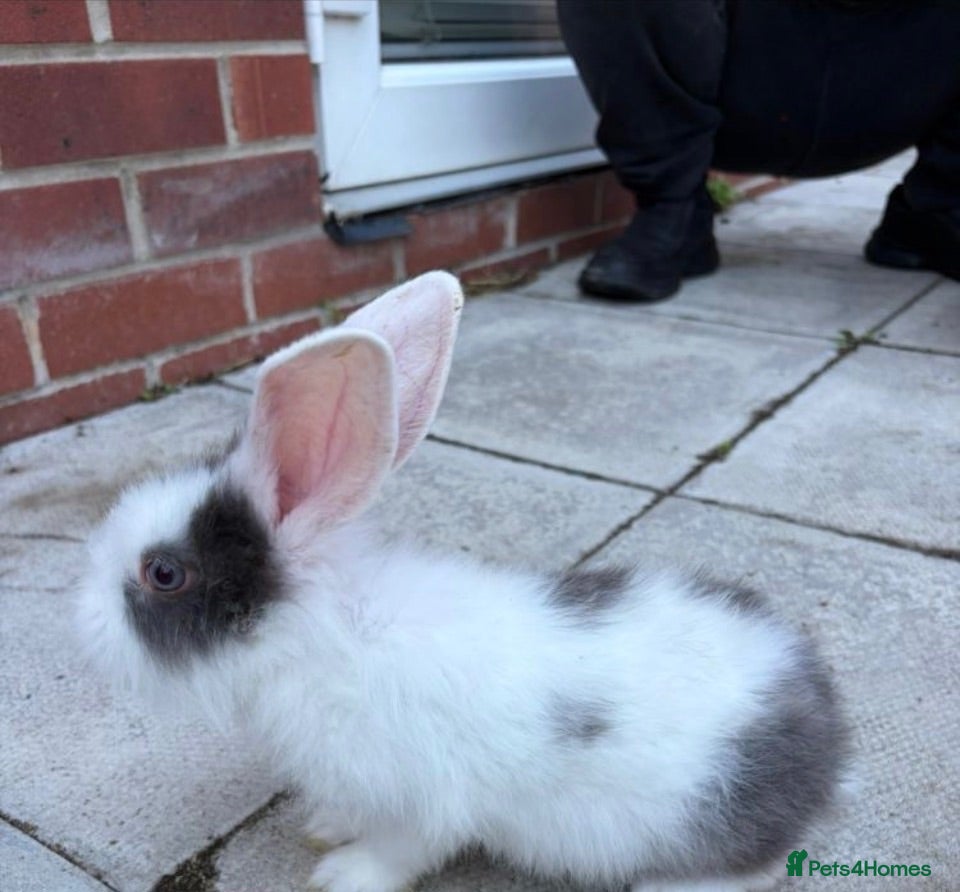 Mini Lop rabbits 3 calm lops for sale need gone urgently ready now - Advert 2