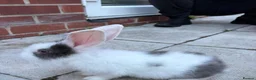 Mini Lop rabbits for sale: 3 calm lops for sale need gone urgently ready now - Advert 2