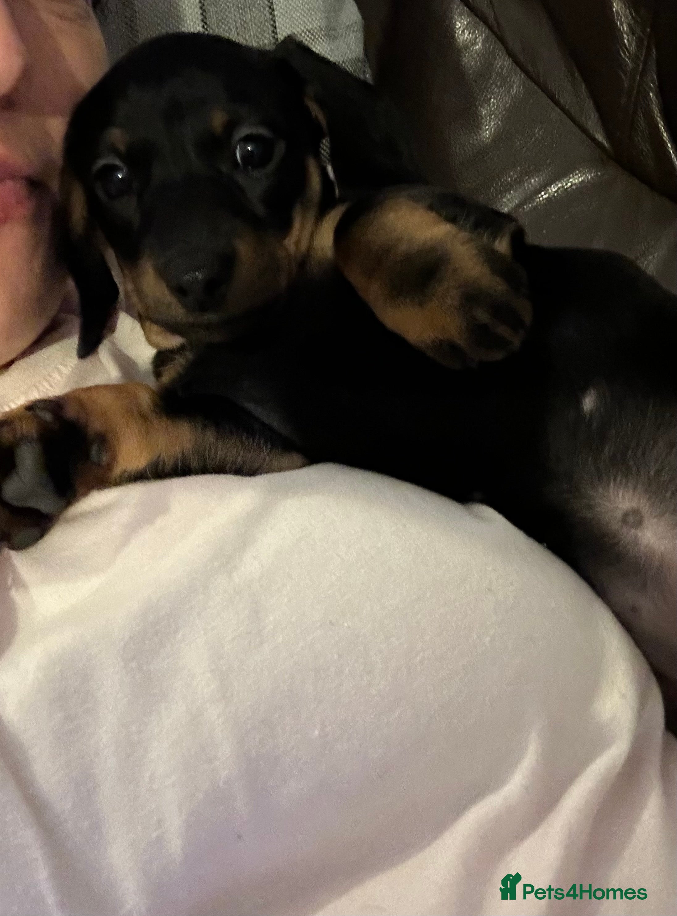 Miniature Dachshund dogs Miniature dachshund girl  - Advert 17