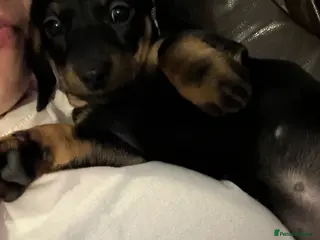 Miniature Dachshund dogs Miniature dachshund girl - Advert 17