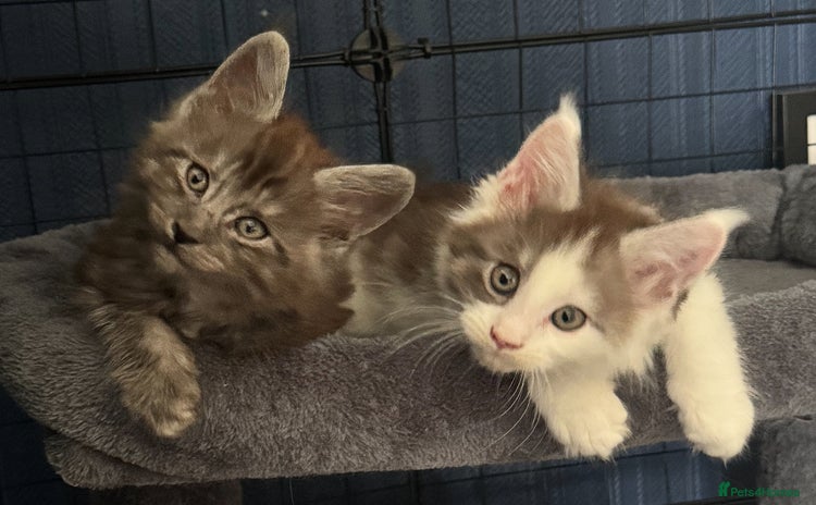Maine Coon cats - Advert 11