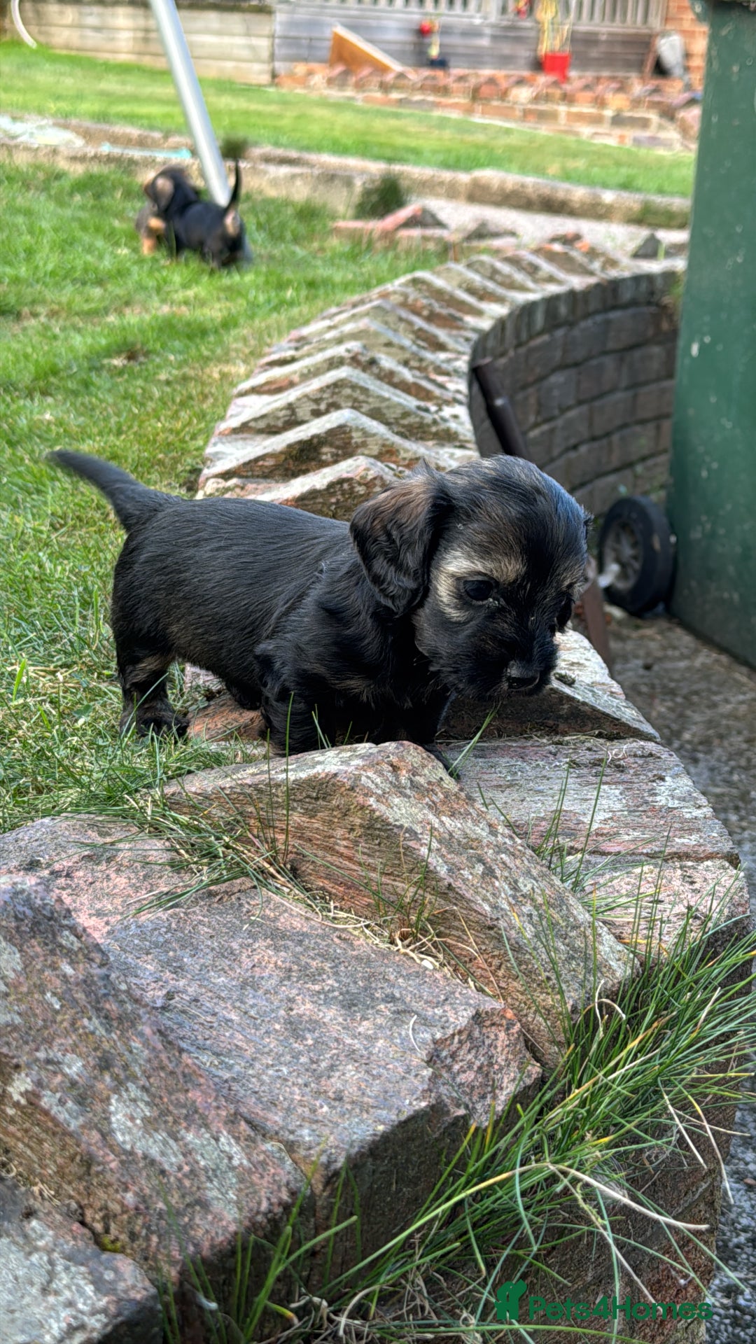 Dachshund dogs for sale: 🐾 Beautiful wired haired Dachshund Puppies - Image 19